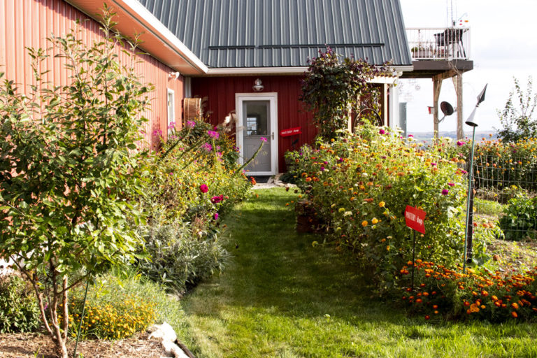 A photograph of the front door to County 8 Pottery. The foreground of the photo is filled with tall green bushes and lots of red, orange, yellow, and purple wildflowers. A path is mowed into the grass, leading to the front door. It is a grey door with white trim, on a red building. The roof is slate grey. There are two red signs pointing toward the front door which read, "Pottery shop".